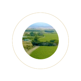 ariel vineyard view icon