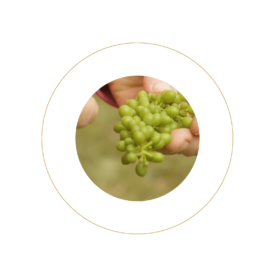 small-grapes-icon