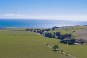 Barker’s Marque’s Waverley Vineyard