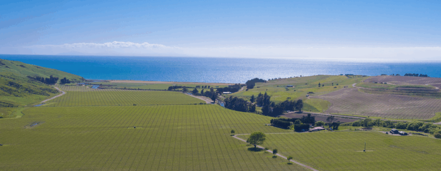 Barker’s Marque’s Waverley Vineyard