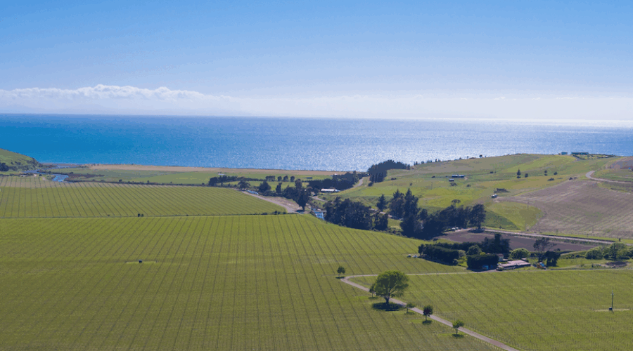 Barker’s Marque’s Waverley Vineyard