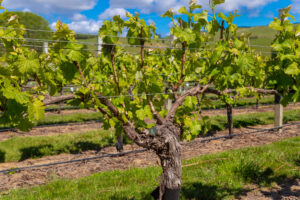 Barker's Marque Wines - Vineyard