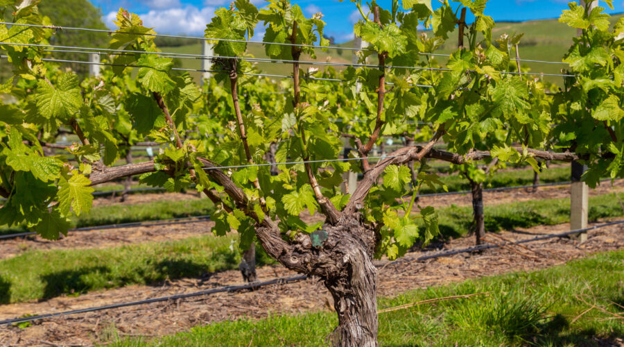 Barker's Marque Wines - Vineyard